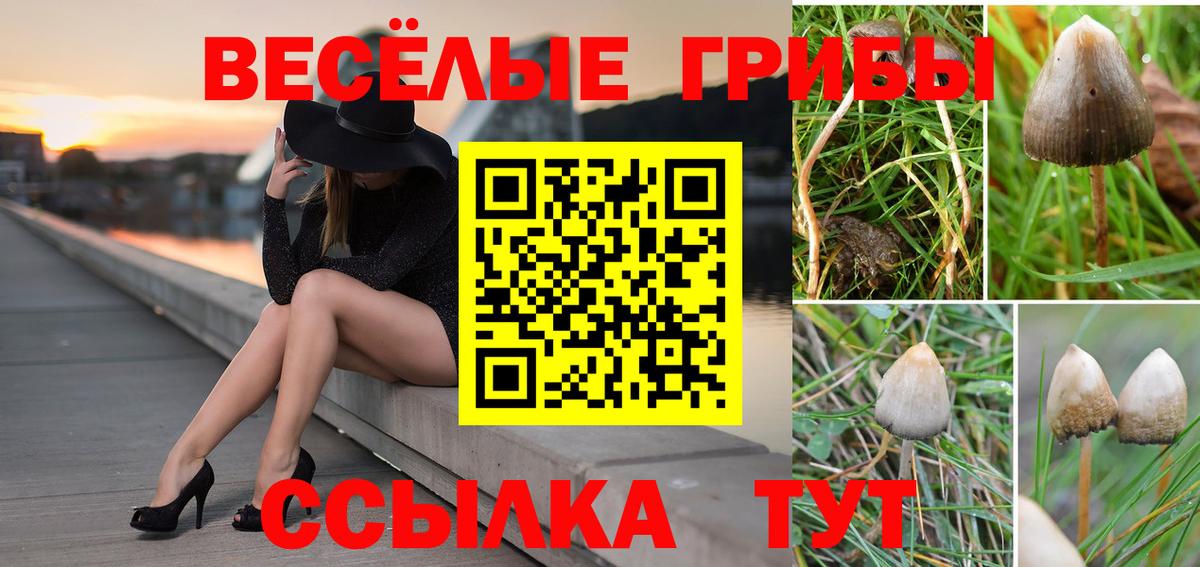 Псилоцибиновые грибы прущие грибы  Вход с VPN  Псилоцибиновые грибы Psilocybine cubensis  Абакан 